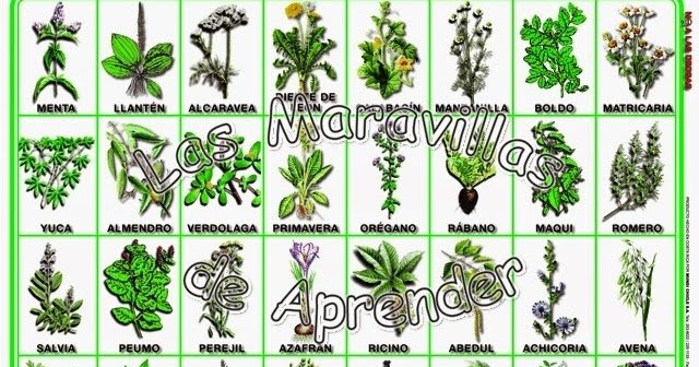 La máscara para los cabellos secos con la miel y el aceite de bardana